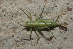 Meconema meridionale