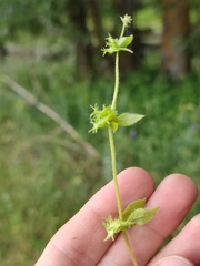 Asperugo procumbens