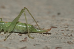 Meconema meridionale