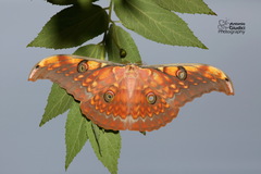 Antheraea larissa