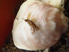 Latiblattella tarasca