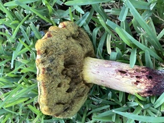 Pulchroboletus rubricitrinus