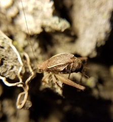 Hapithus