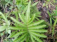 Christella acuminata