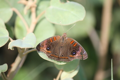 Junonia stemosa