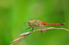 Sympetrum depressiusculum