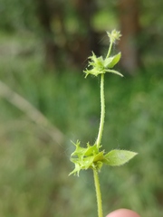 Asperugo procumbens