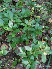 Orthilia secunda