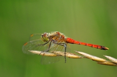 Sympetrum depressiusculum