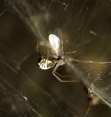 Frontinella pyramitela