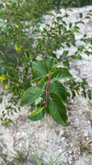 Prunus spinosa spinosa