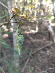 Aenetus virescens