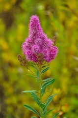 Spiraea