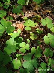 Oxalis acetosella