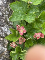 Rubus chamaemorus