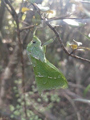 Aenetus virescens