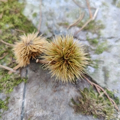 Castanea mollissima