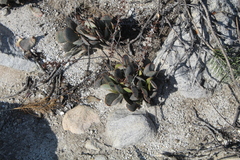 Adromischus maculatus