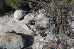 Adromischus maculatus