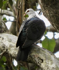 Columba leucomela