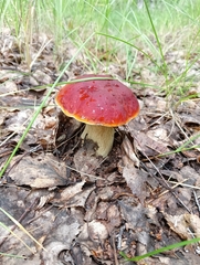 Boletus edulis