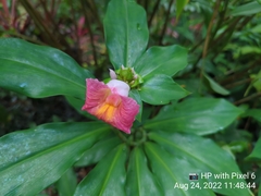 Costus phyllocephalus