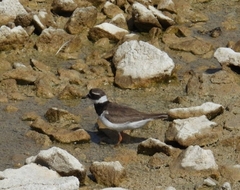 Charadrius hiaticula