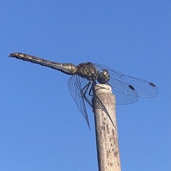 Sympetrum