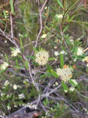 Phebalium squamulosum