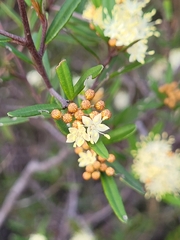 Phebalium squamulosum