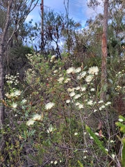 Phebalium squamulosum