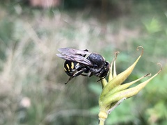 Anthidium septemspinosum