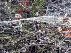 Araneae