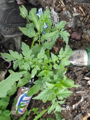 Solanum lycopersicum