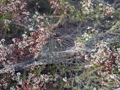 Araneae