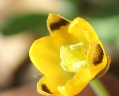 Ornithogalum maculatum