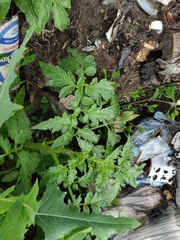 Solanum lycopersicum