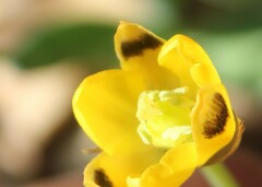 Ornithogalum maculatum