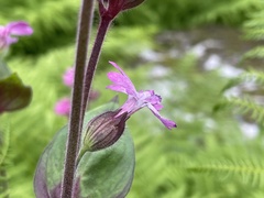Silene dioica