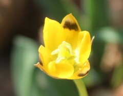 Ornithogalum maculatum