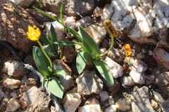 Ornithogalum maculatum