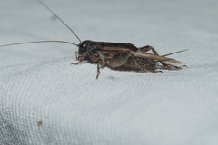Eumodicogryllus bordigalensis