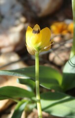 Ornithogalum maculatum