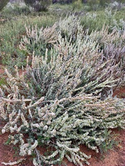 Maireana trichoptera