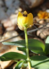 Ornithogalum maculatum
