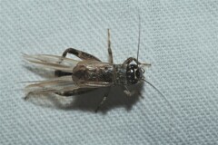 Eumodicogryllus bordigalensis
