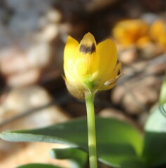 Ornithogalum maculatum