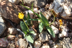 Ornithogalum maculatum