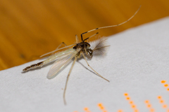 Microtendipes pedellus