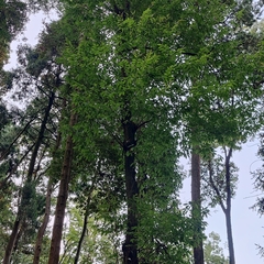 Castanea mollissima